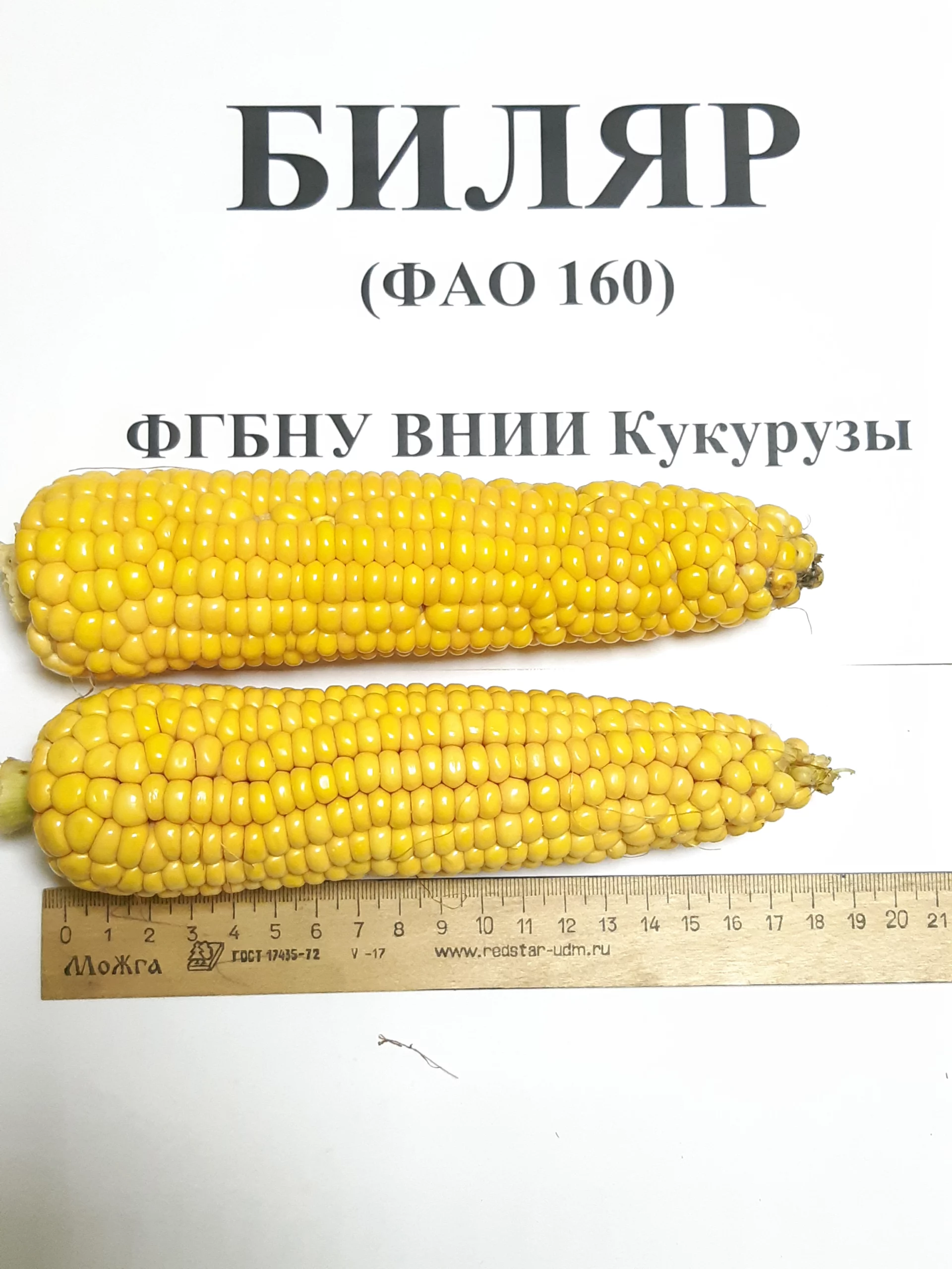Гибрид кукурузы Бильяр-160