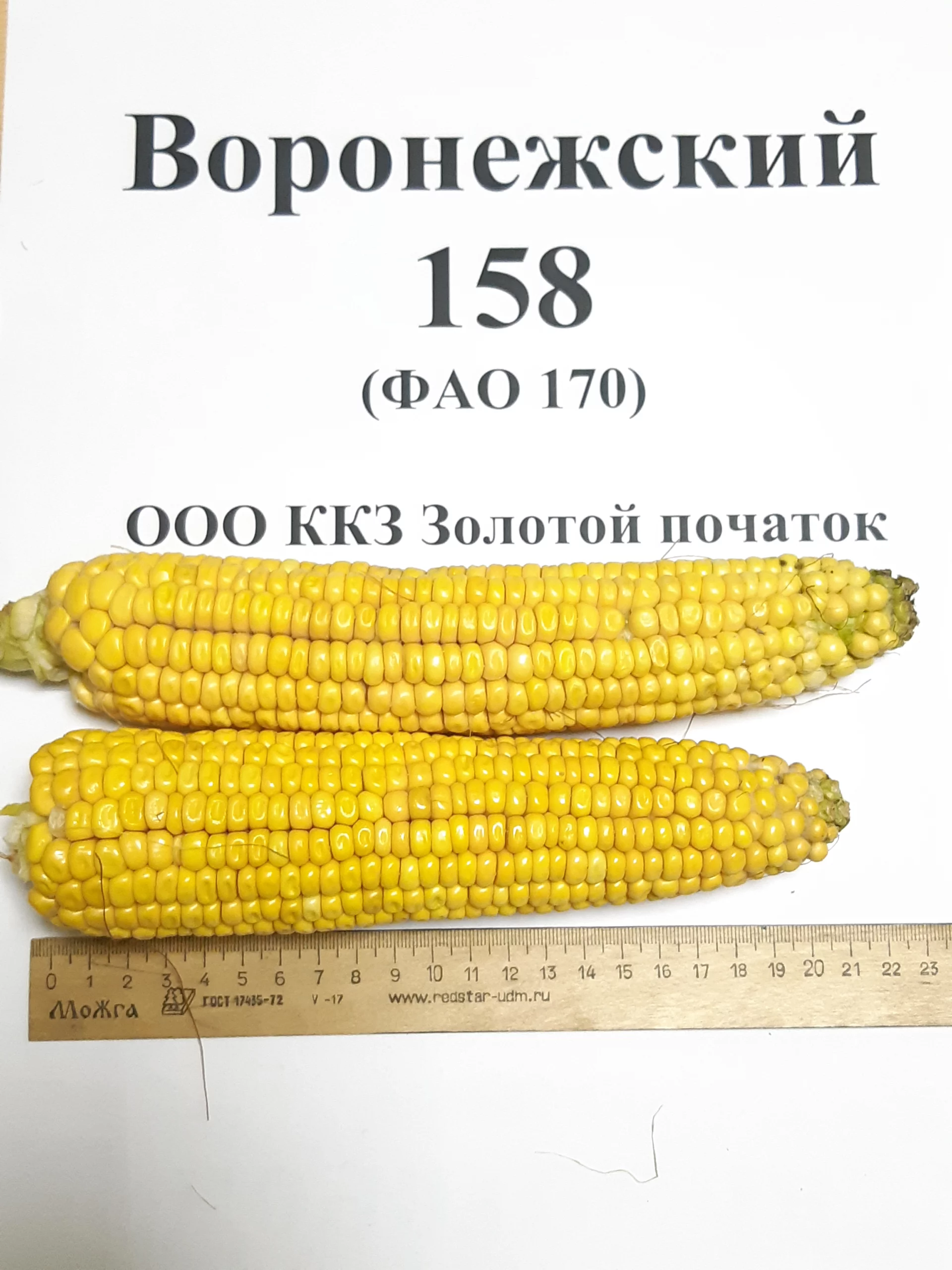Гибрид кукурузы Воронежский-158 СВ