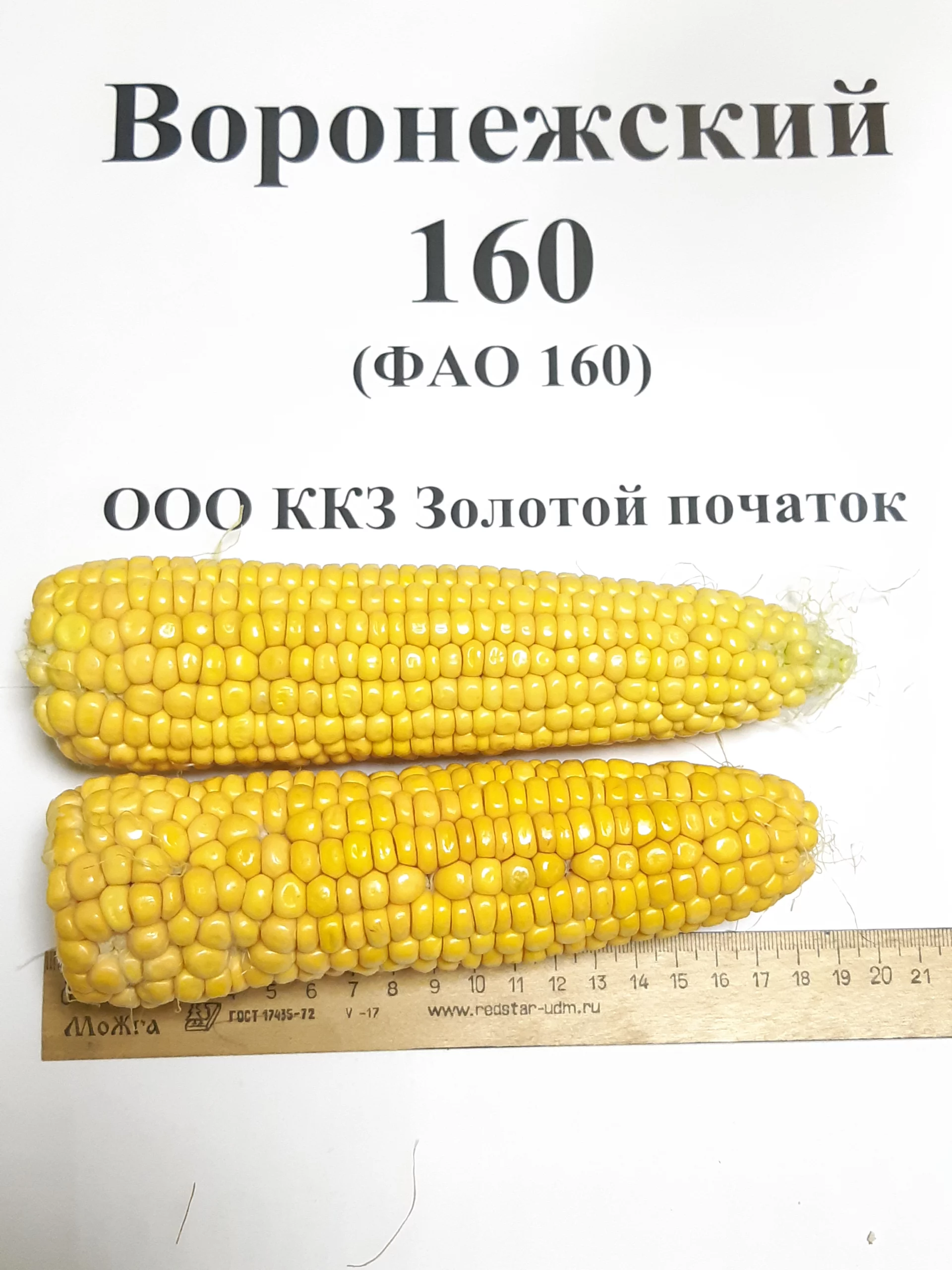 Гибрид кукурузы Воронежский-160 СВ
